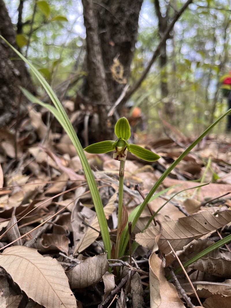 Cymbidium serratum photo 5