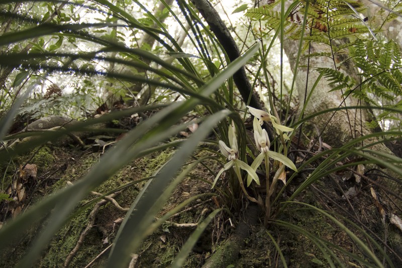 Cymbidium serratum photo 6