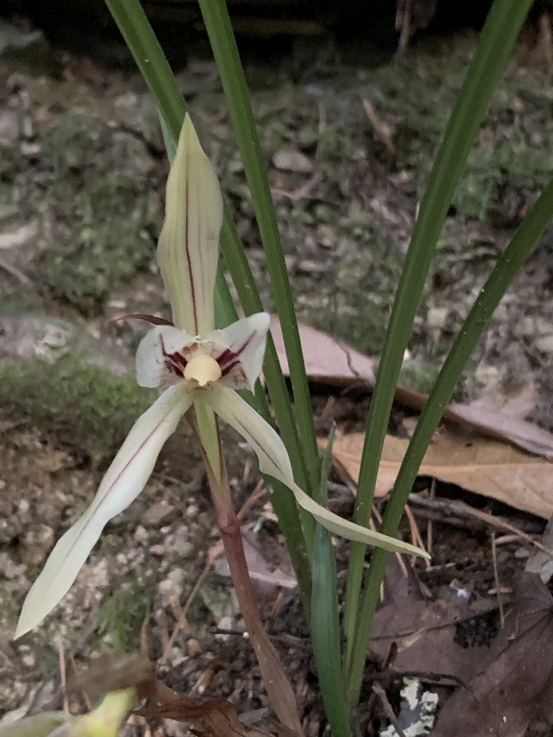 Cymbidium serratum photo 7