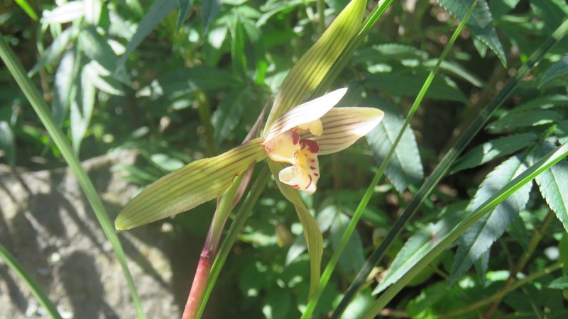 Cymbidium serratum photo 8
