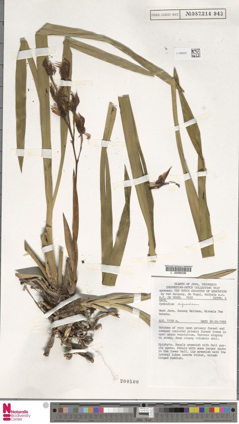 Cymbidium sigmoideum