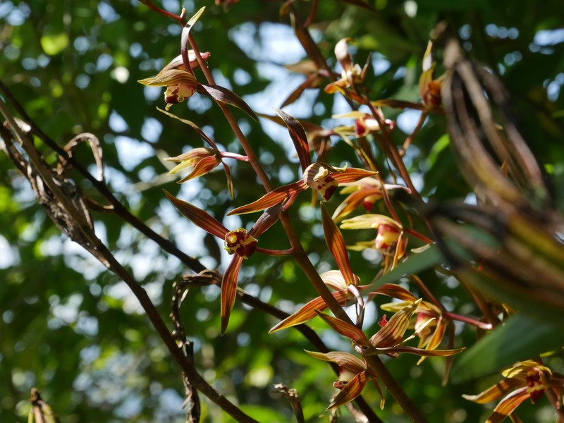 Cymbidium sinense