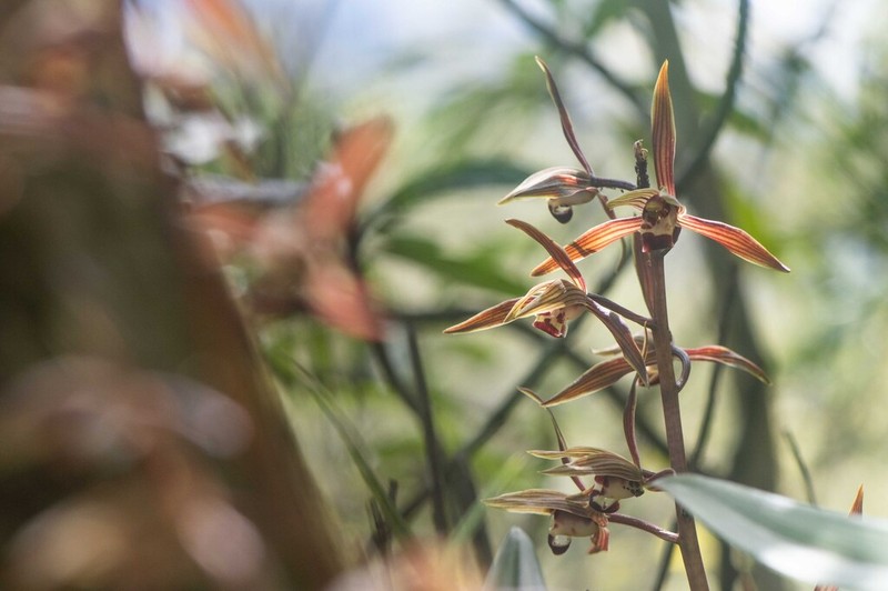 Cymbidium sinense photo 2