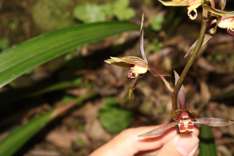 Cymbidium sinense photo 3