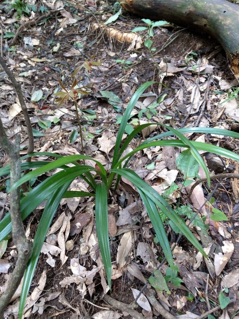 Cymbidium sinense photo 4