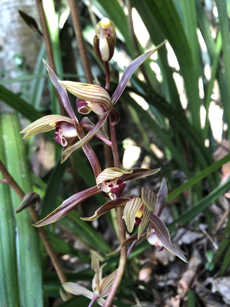 Cymbidium sinense photo 5