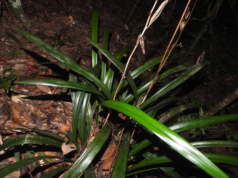 Cymbidium sinense photo 6