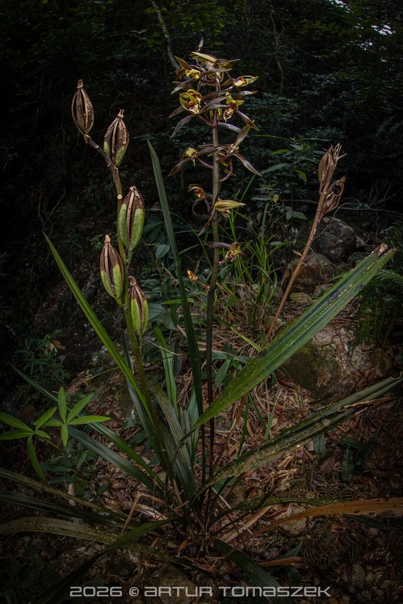 Cymbidium sinense photo 7