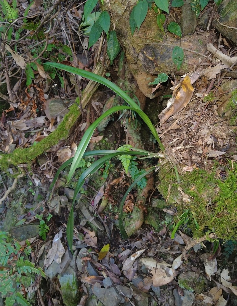 Cymbidium sinense photo 8