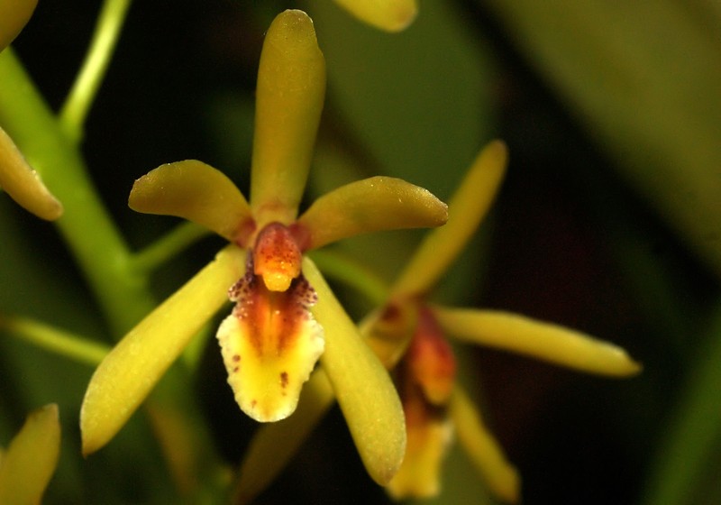 Cymbidium suave