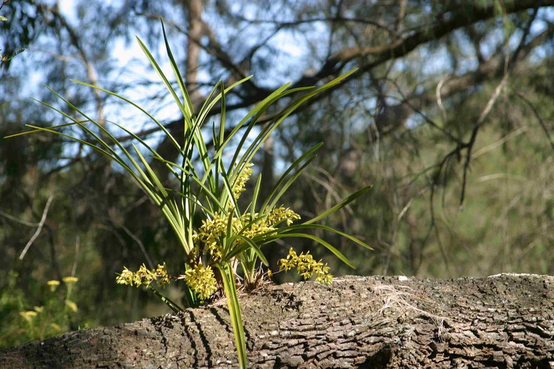 Cymbidium suave photo 2
