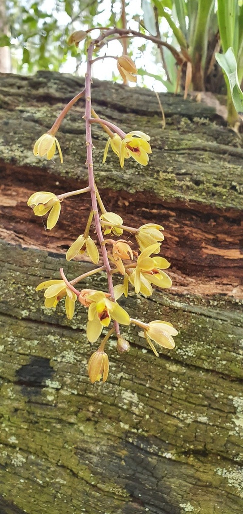 Cymbidium suave photo 4