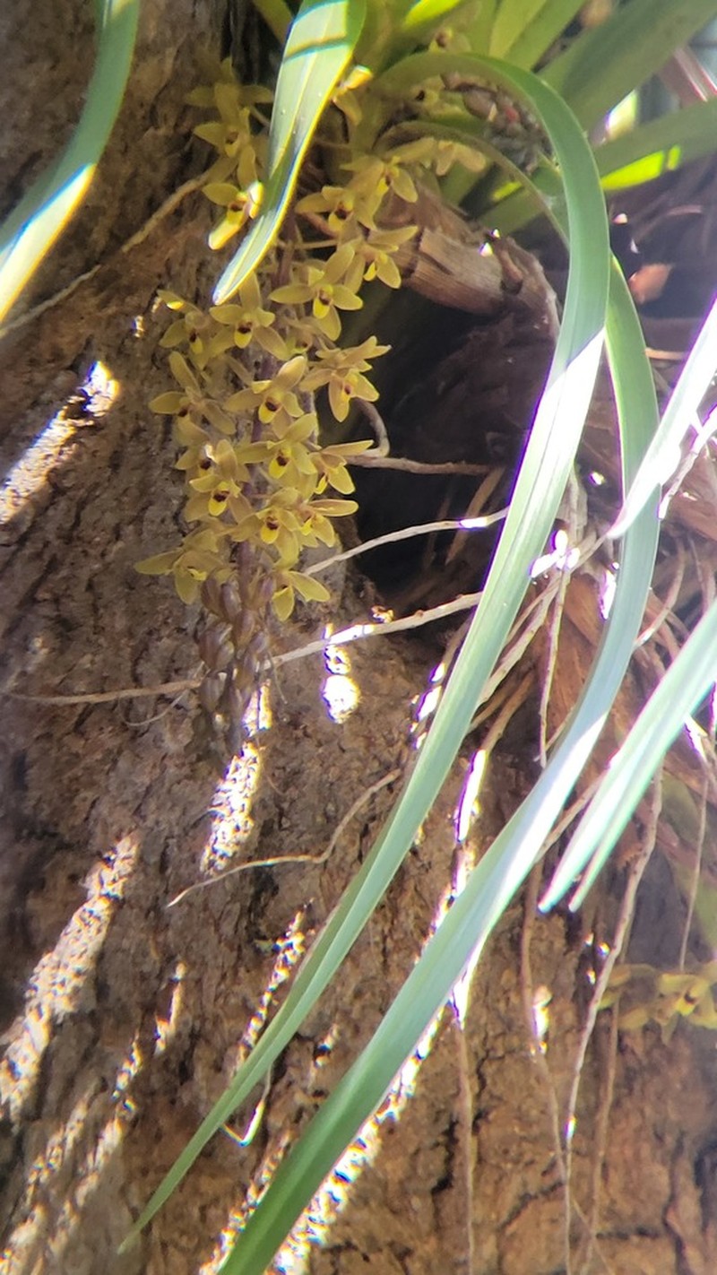 Cymbidium suave photo 6