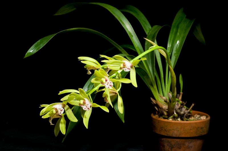 Cymbidium tigrinum