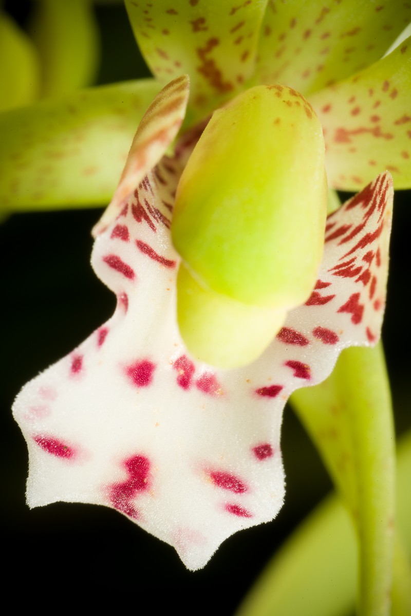 Cymbidium tigrinum photo 2