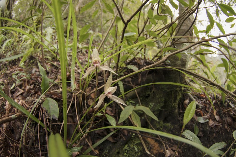 Cymbidium tortisepalum