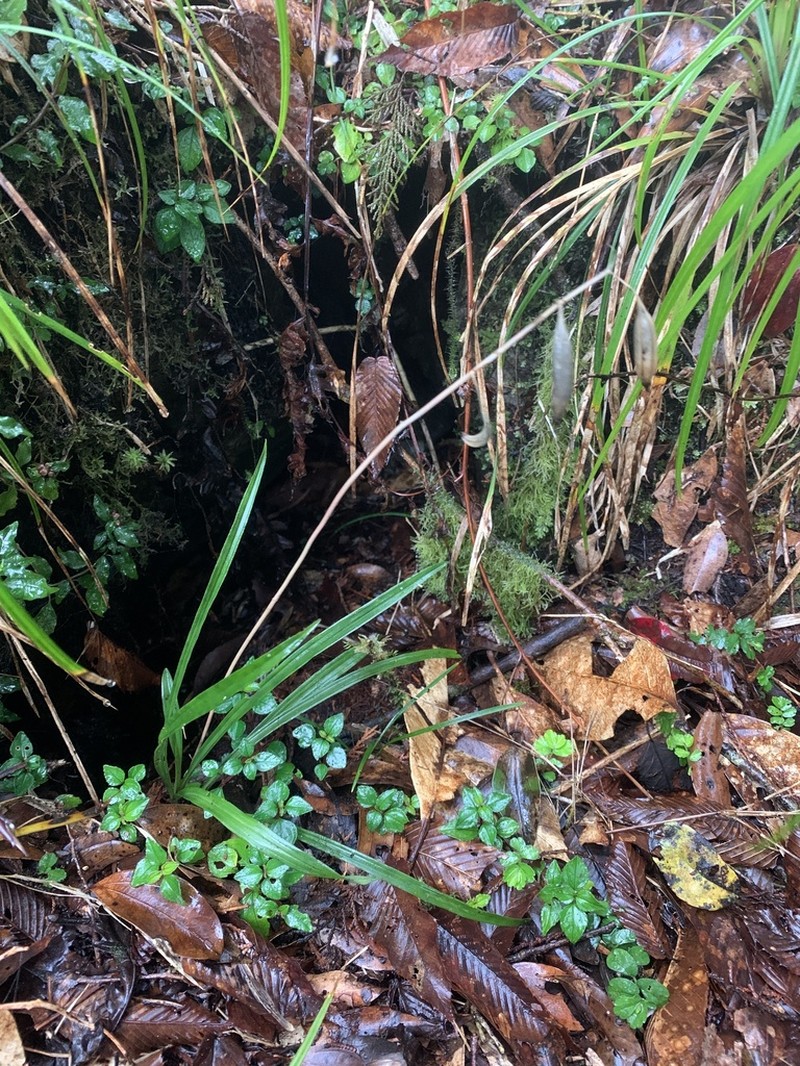 Cymbidium tortisepalum photo 2