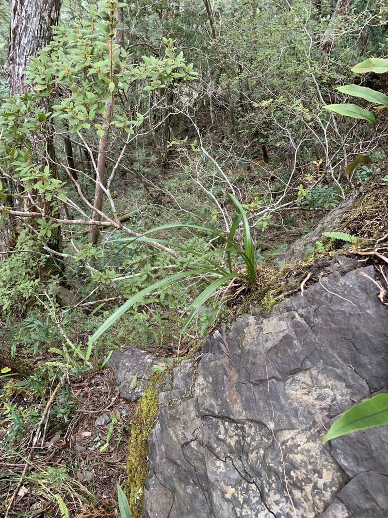 Cymbidium tortisepalum photo 3