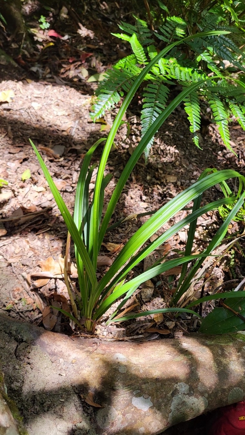 Cymbidium tortisepalum photo 4