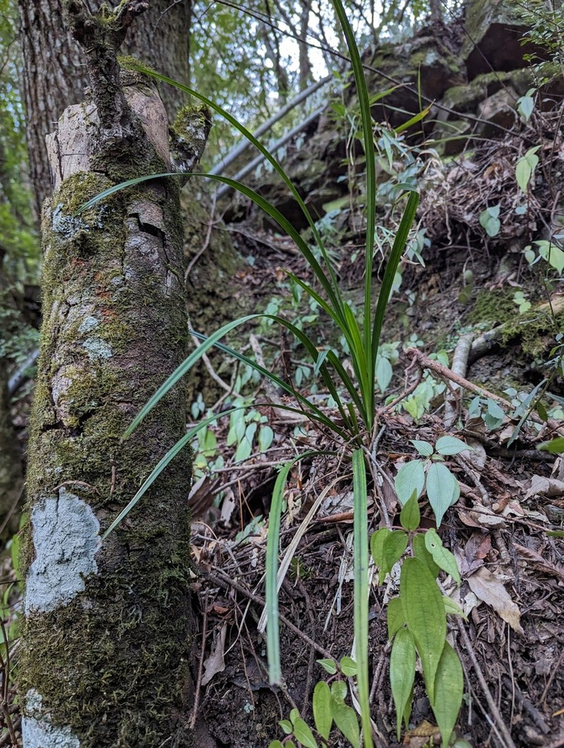 Cymbidium tortisepalum photo 5
