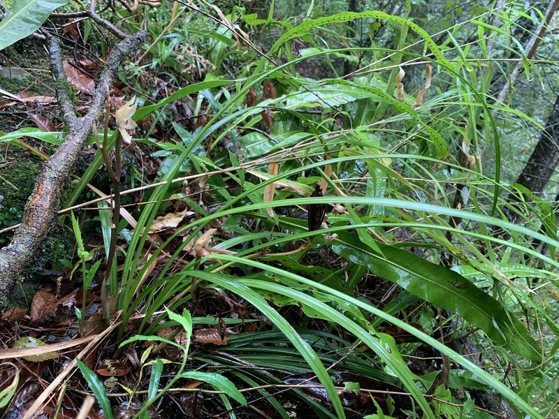 Cymbidium tortisepalum photo 6