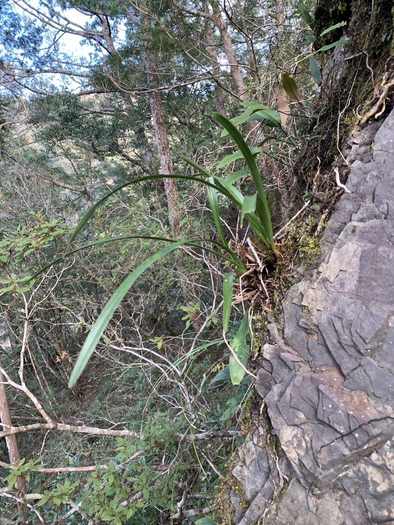 Cymbidium tortisepalum photo 7
