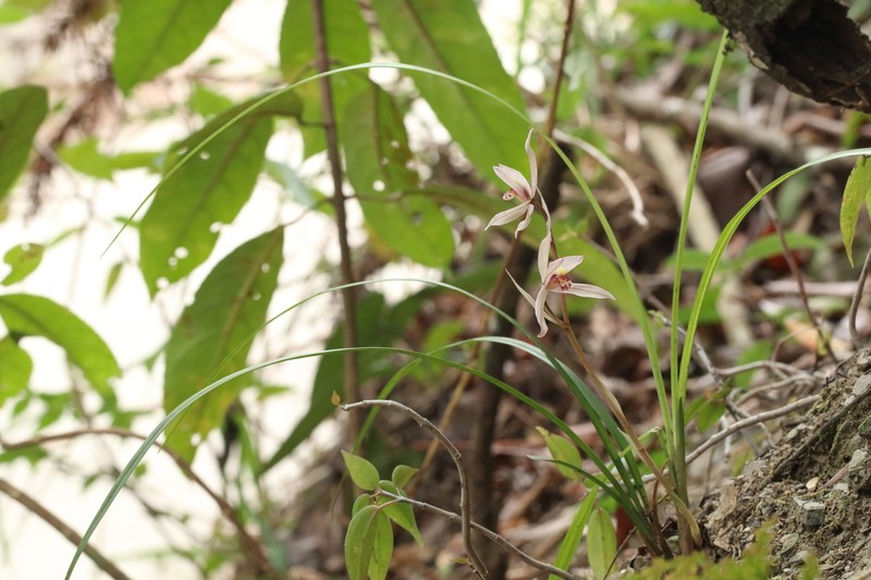 Cymbidium tortisepalum photo 8