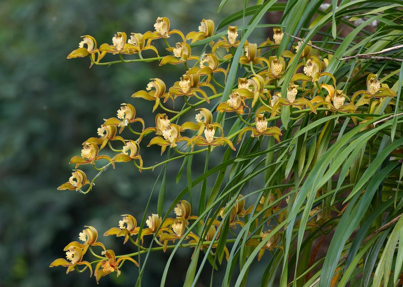 Cymbidium tracyanum photo 2