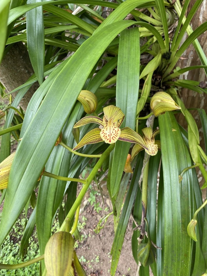 Cymbidium tracyanum photo 3