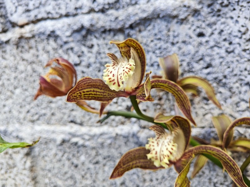 Cymbidium tracyanum photo 4
