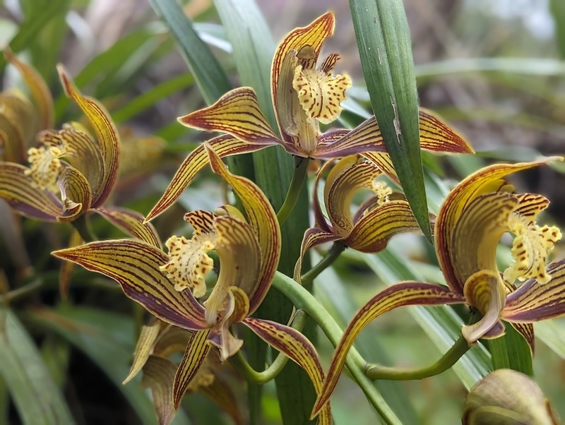 Cymbidium tracyanum photo 5