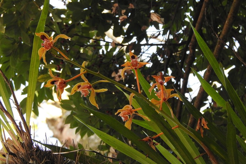 Cymbidium tracyanum photo 6
