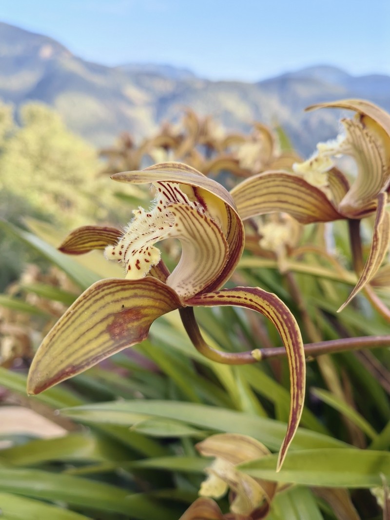 Cymbidium tracyanum photo 7