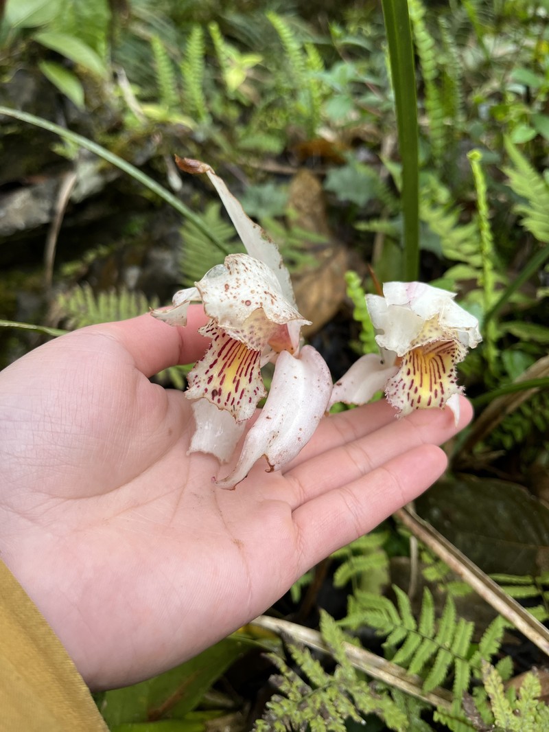 Cymbidium wenshanense photo 2