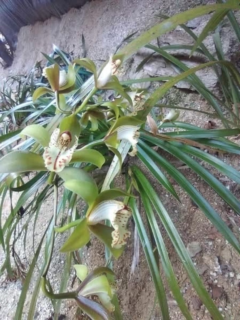 Cymbidium wilsonii