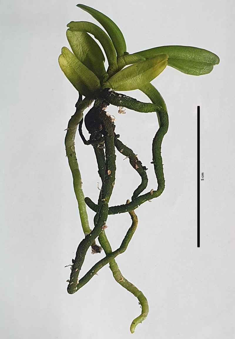 Cymbilabia undulata
