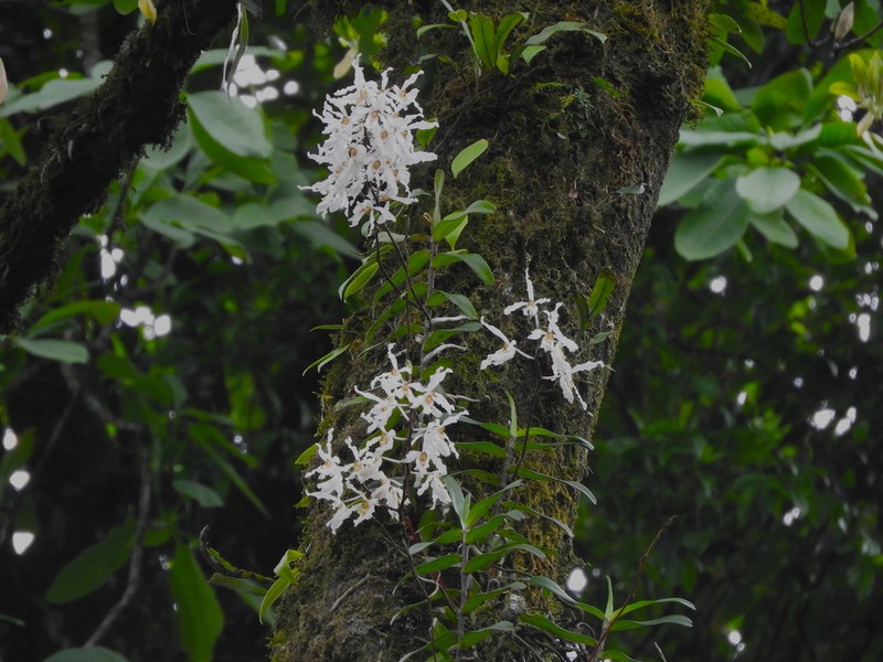 Cymbilabia undulata photo 2
