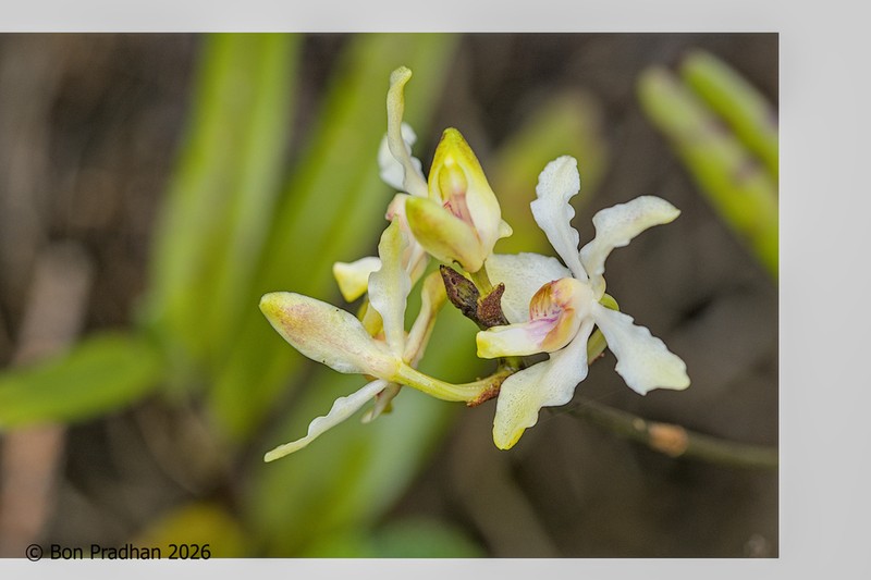 Cymbilabia undulata photo 3