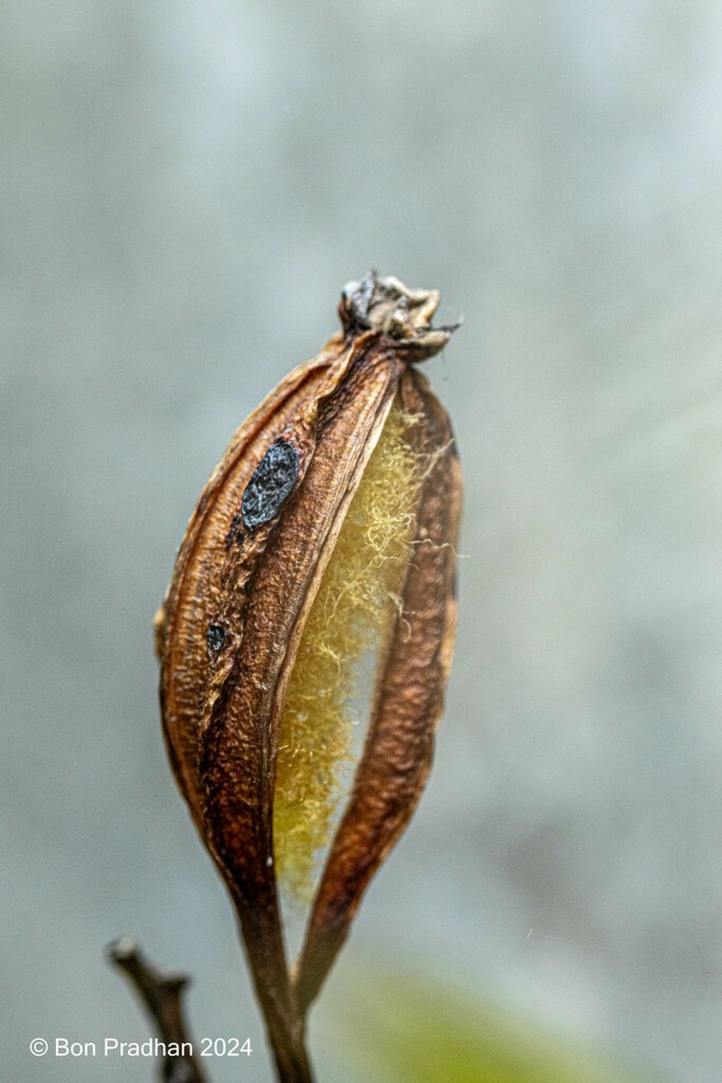 Cymbilabia undulata photo 4