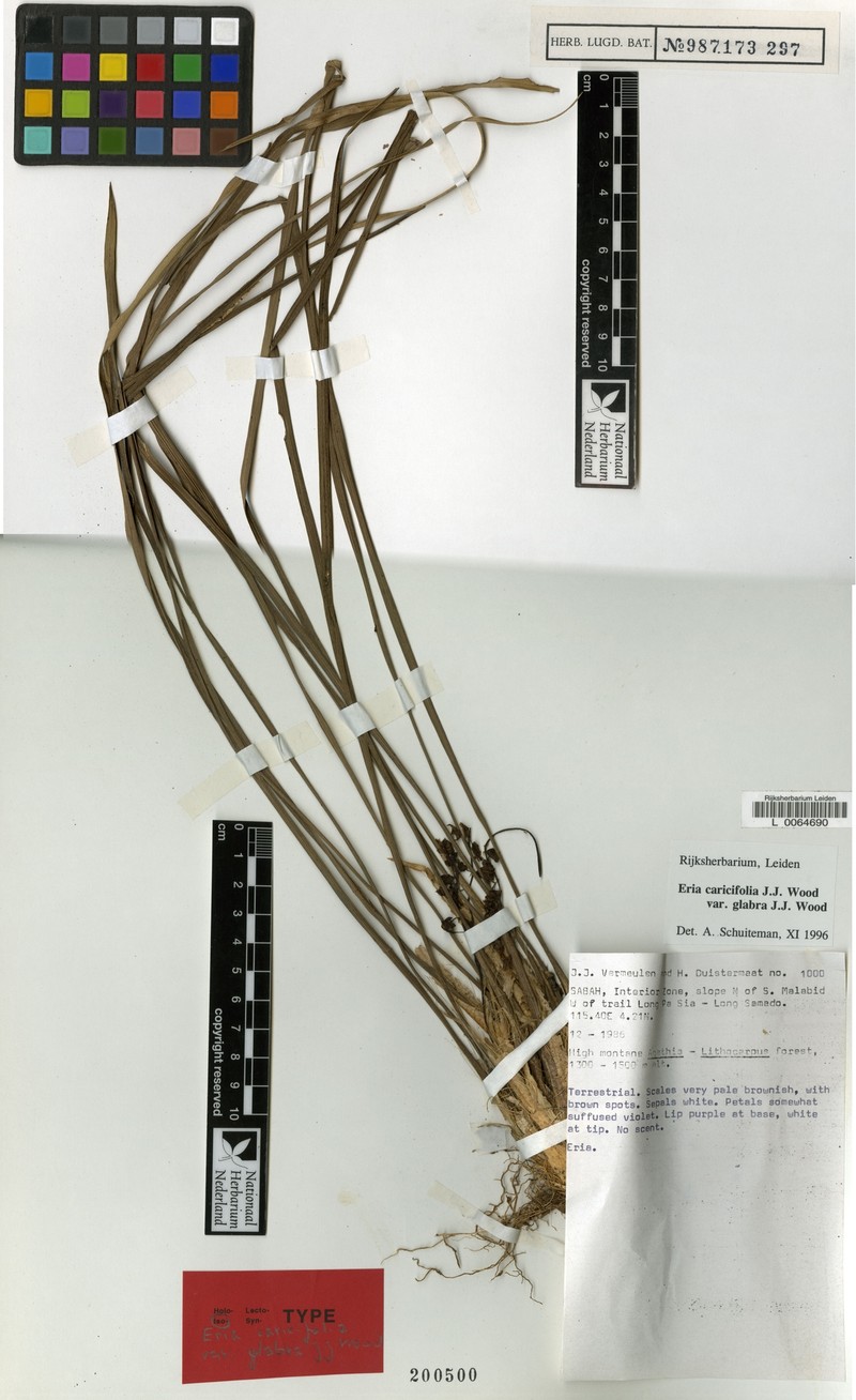 Cymboglossum caricifolium
