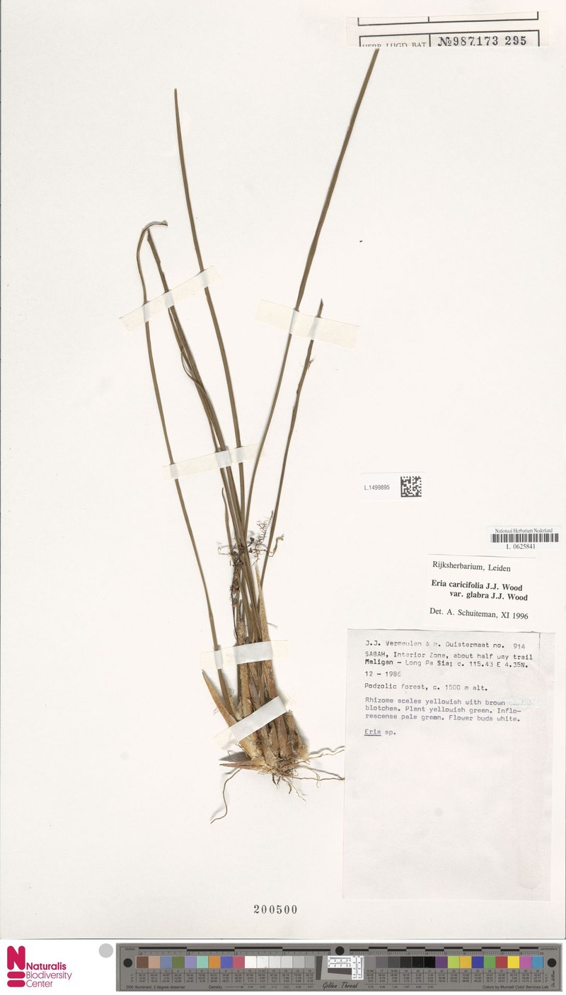Cymboglossum caricifolium photo 2
