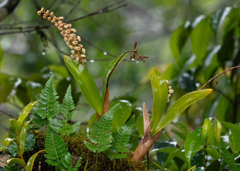Cymboglossum cymbidiifolium