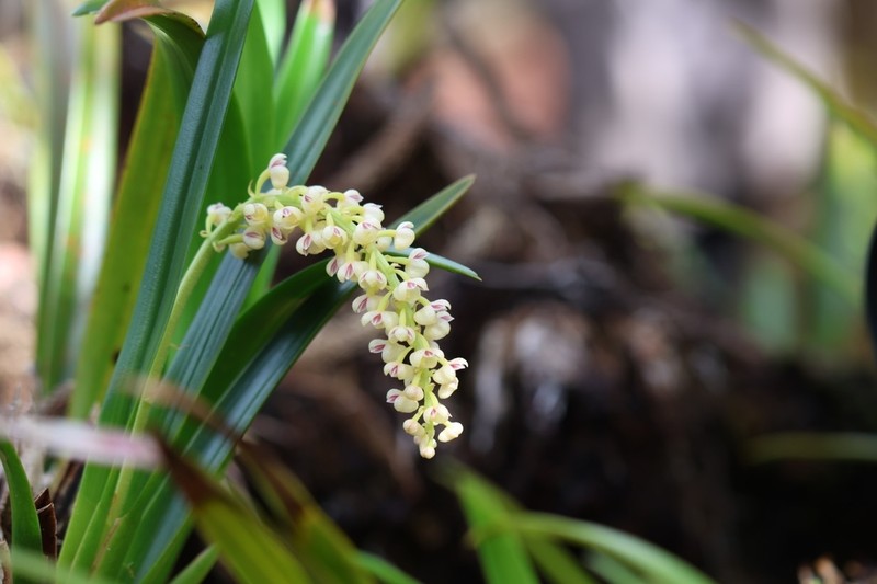 Cymboglossum cymbidiifolium photo 2