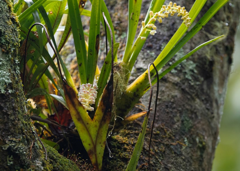 Cymboglossum cymbidiifolium photo 3