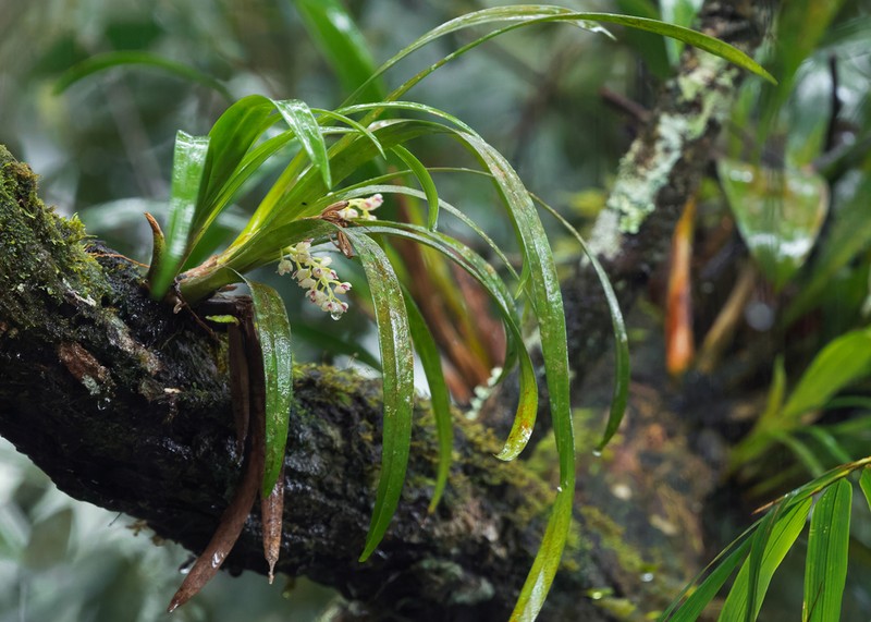 Cymboglossum cymbidiifolium photo 4