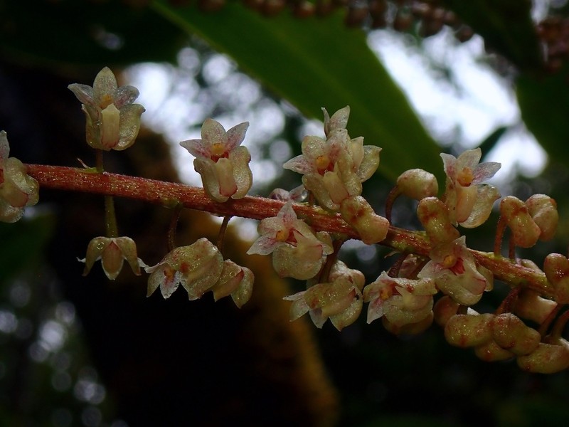 Cymboglossum cymbidiifolium photo 5