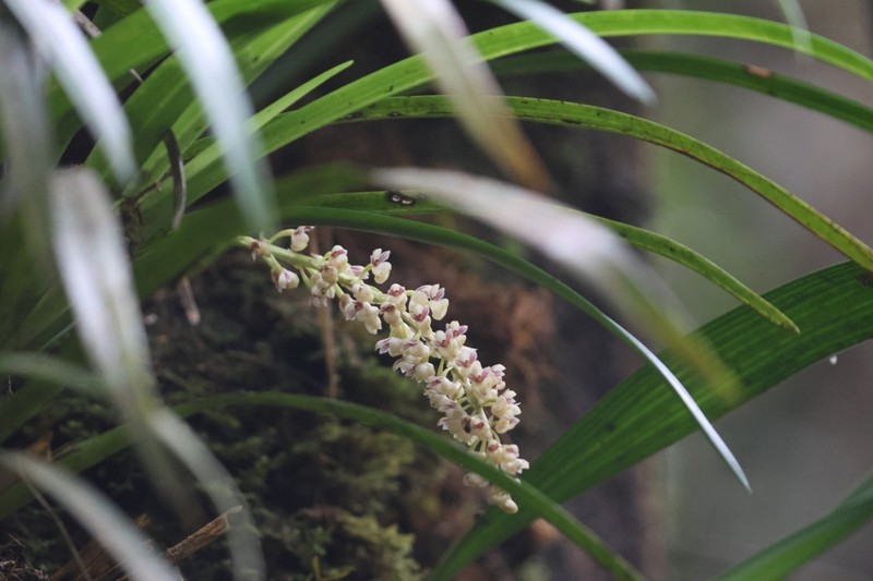 Cymboglossum cymbidiifolium photo 6