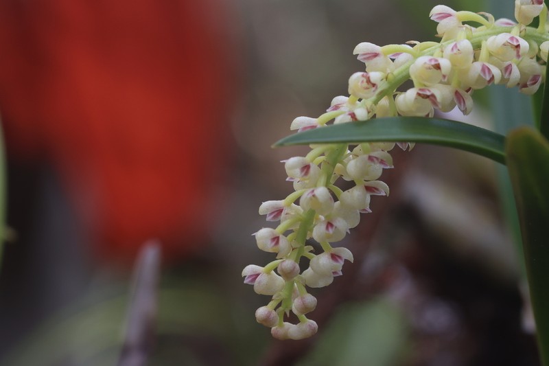 Cymboglossum cymbidiifolium photo 7