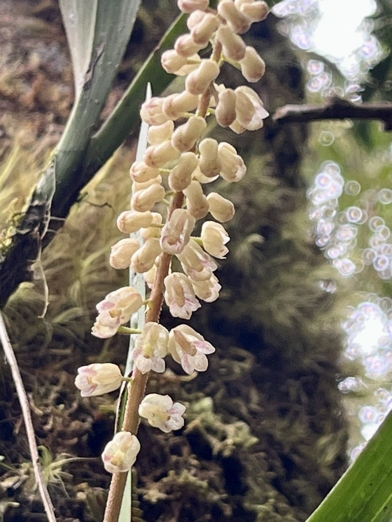 Cymboglossum cymbidiifolium photo 8