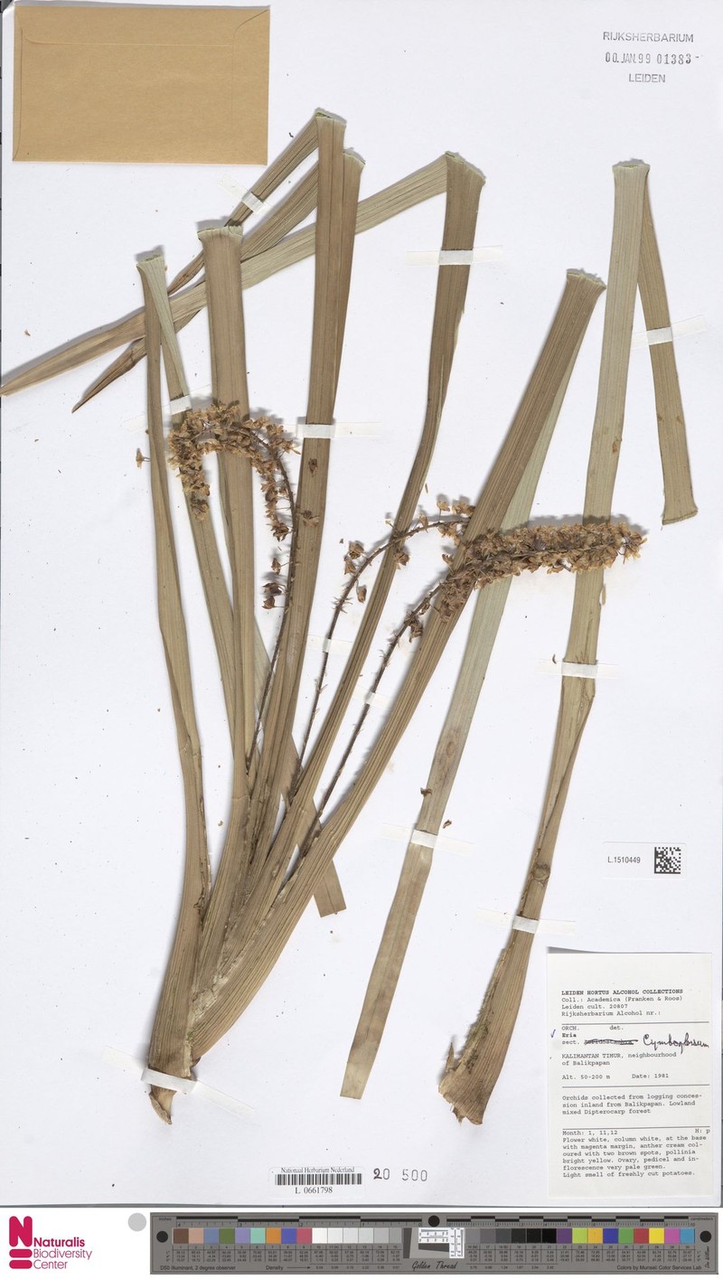 Cymboglossum cymbiforme photo 2